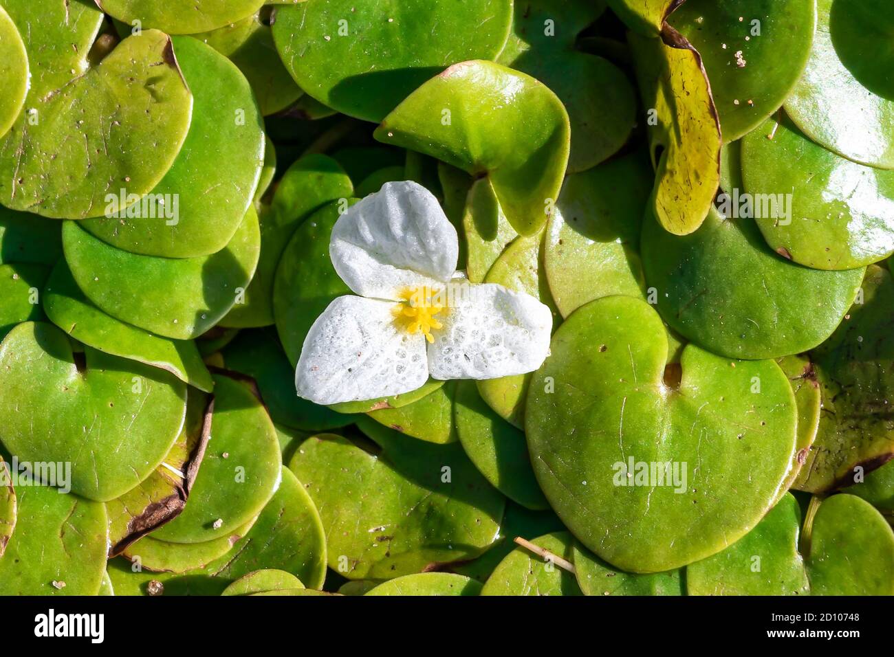 Il genere Hydrocharis morsus-ranae, è una pianta fiorente appartenente alla famiglia delle Hydrocharitaceae. E' un piccolo piano galleggiante Foto Stock