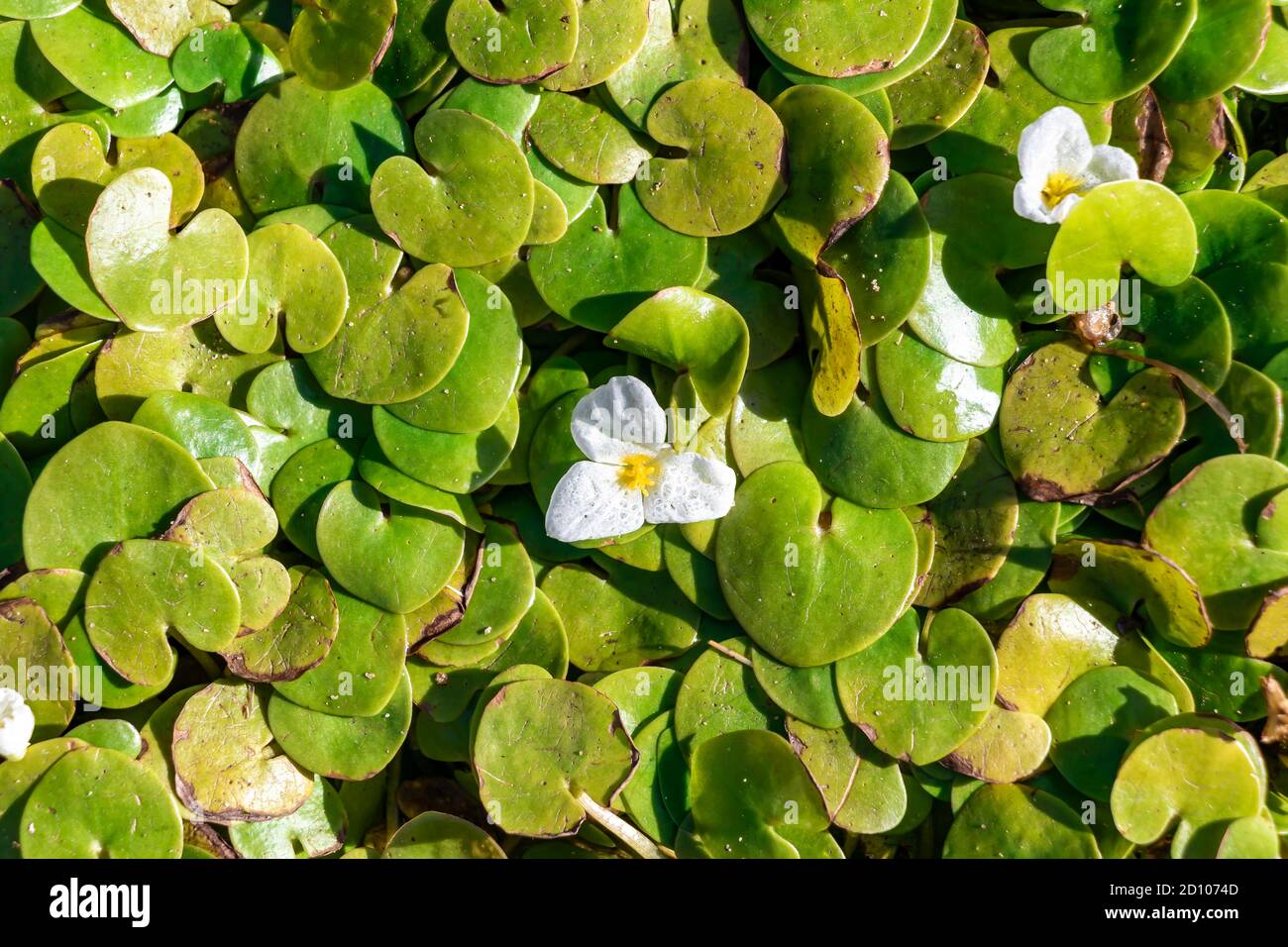 Il genere Hydrocharis morsus-ranae, è una pianta fiorente appartenente alla famiglia delle Hydrocharitaceae. E' un piccolo piano galleggiante Foto Stock