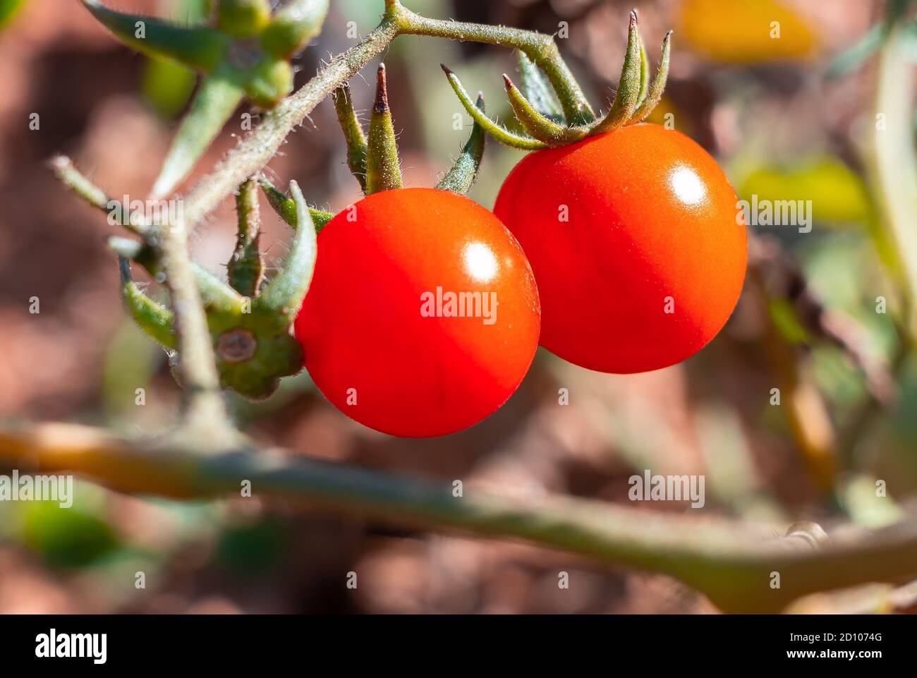 Pomodori ciliegini rossi maturi appesi alla vite di un pomodoro in giardino, sotto il sole Foto Stock