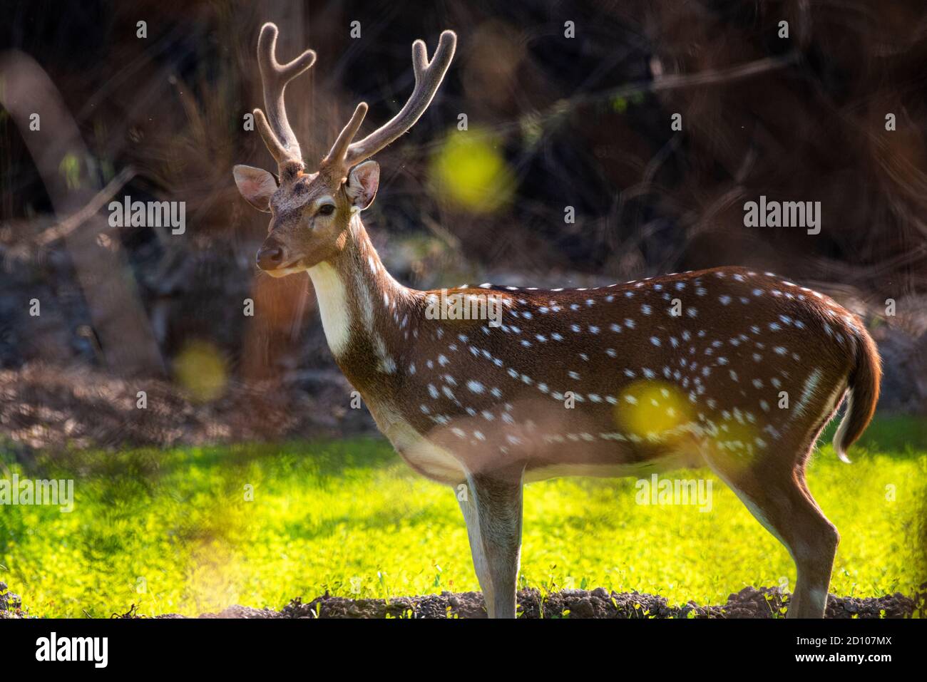 Il cervo, conosciuto anche come cervo macchiato, cervo e cervo dell'asse, è una specie di cervo originario del subcontinente indiano Foto Stock