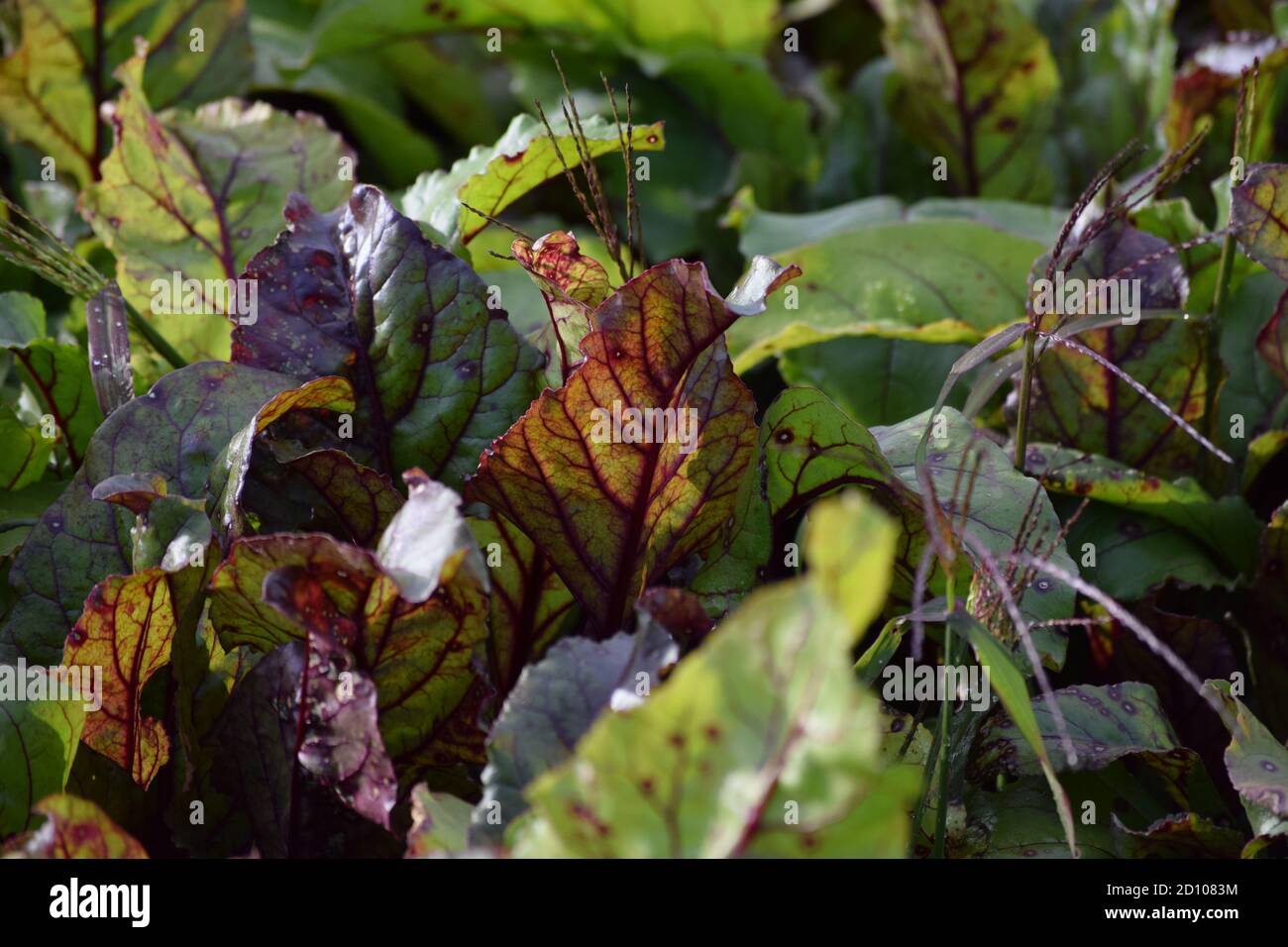 Spinaci rossi su una piantagione di spinaci Foto Stock