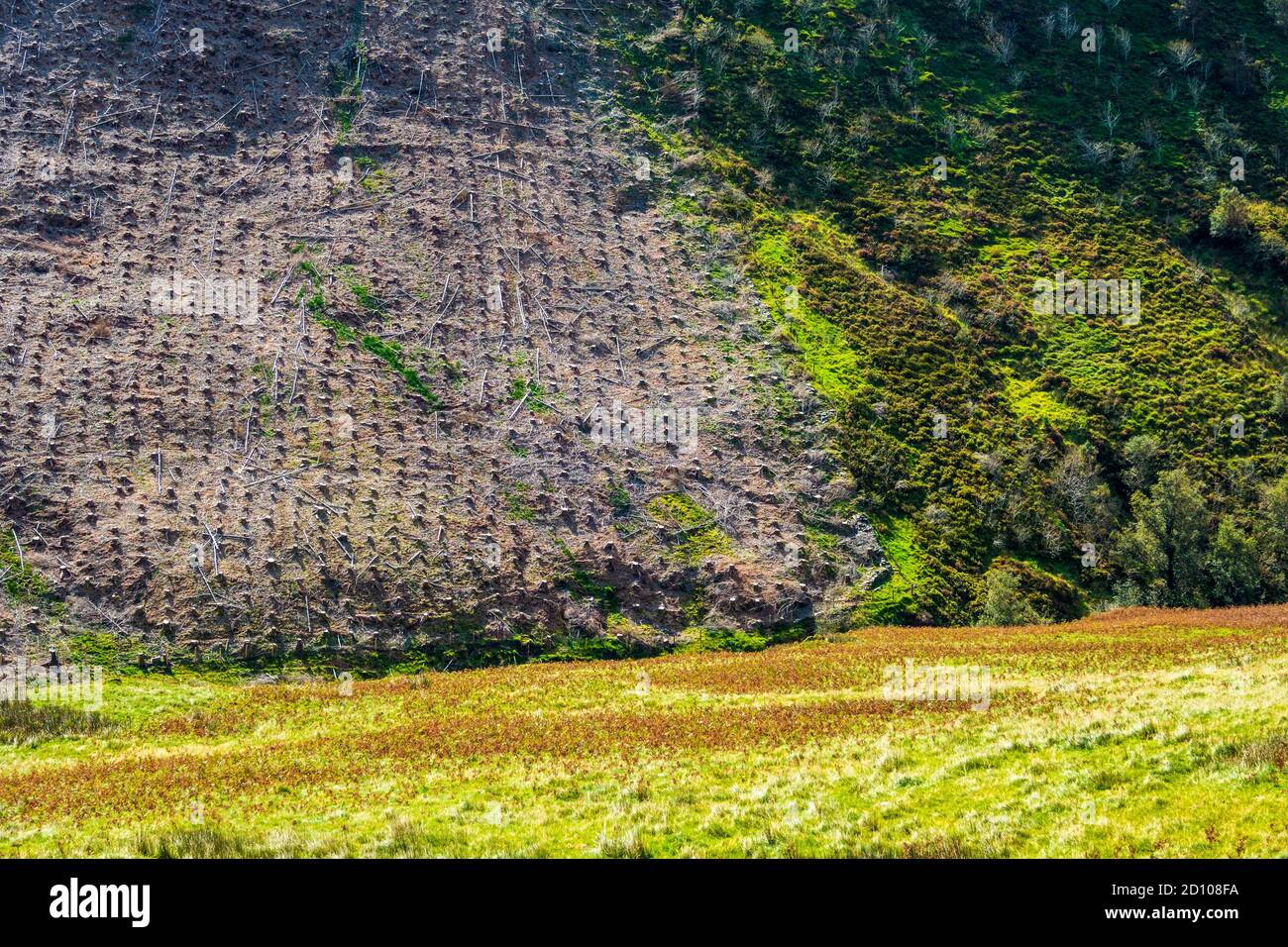 Un'area di selvicoltura sgusciata in Galles centrale Foto Stock