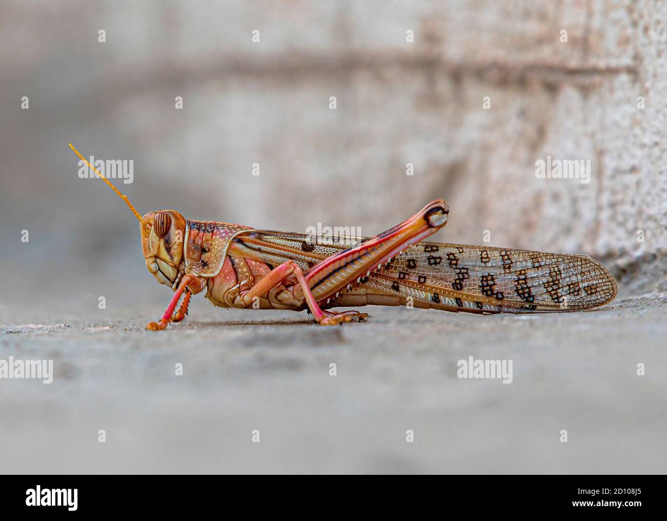 Le locuste sono una raccolta di alcune specie di cavallette a corna corta della famiglia degli Acrididi che hanno una fase di sciabricio. Foto Stock