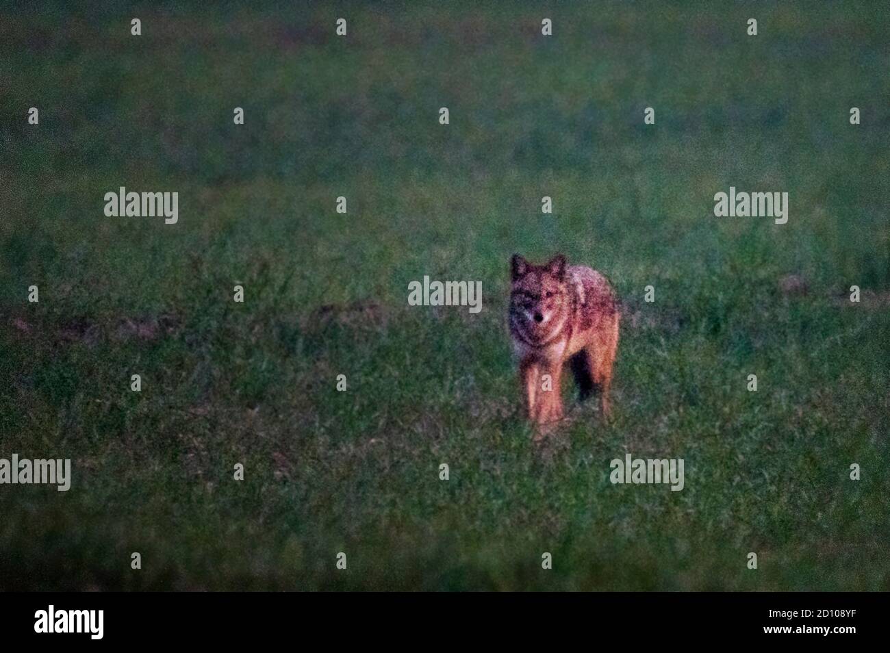 Il jackal d'oro è un canido simile a un lupo originario dell'Europa sudorientale, del sud-ovest asiatico, del sud asiatico e delle regioni del sud-est asiatico. Foto Stock