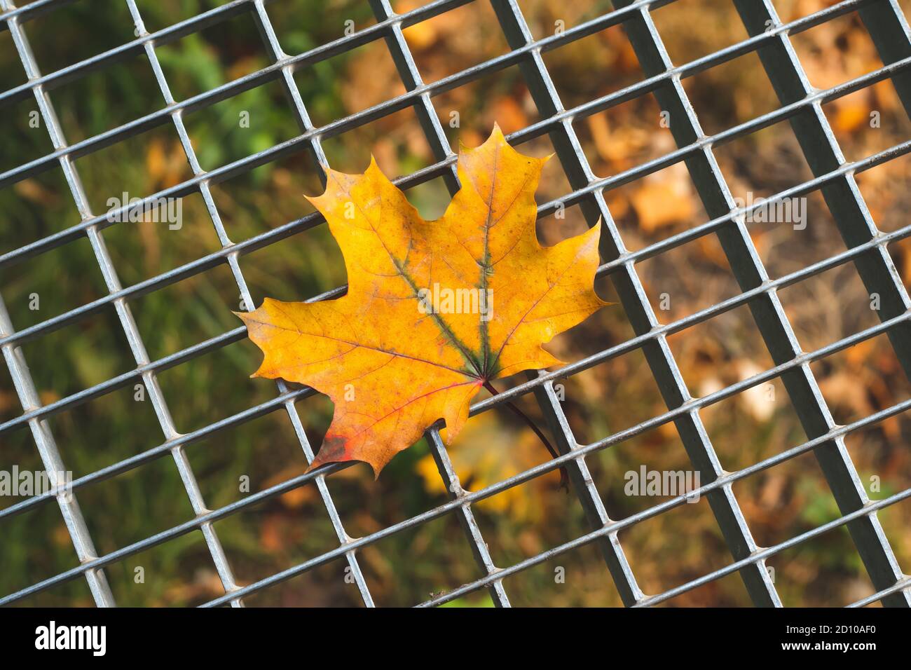 Foglia gialla d'acero autunnale su un reticolo di metallo grigio. Sfondo astratto, stagione autunnale. Astrazione creativa, carta stagionale con design d'arte. Umore di ottobre Foto Stock