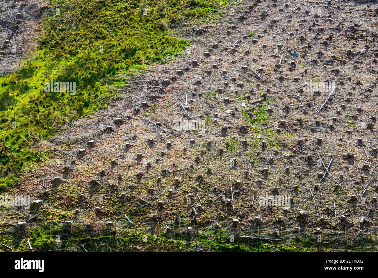 Un'area di selvicoltura sgusciata in Galles centrale Foto Stock