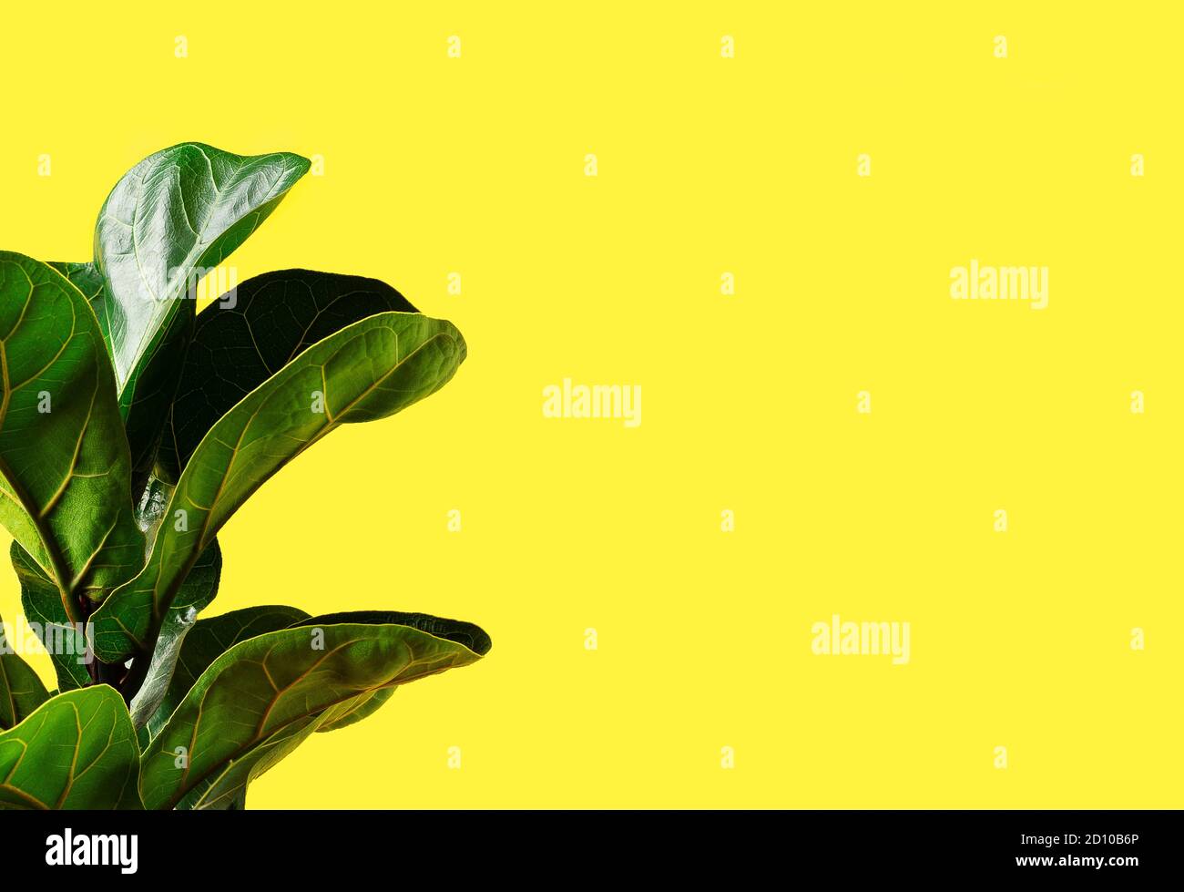 Un fico di foglia di Fiddle o lyrata di Ficus con foglie grandi, verdi, lucenti piantate isolate su sfondo giallo. Giardinaggio domestico. Banner con spazio per la copia Foto Stock