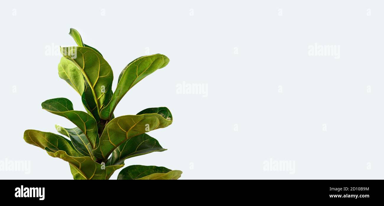Un fico di foglia di Fiddle o lyrata di Ficus con foglie grandi, verdi, lucenti piantate isolate su sfondo giallo. Giardinaggio domestico. Banner con spazio per la copia Foto Stock