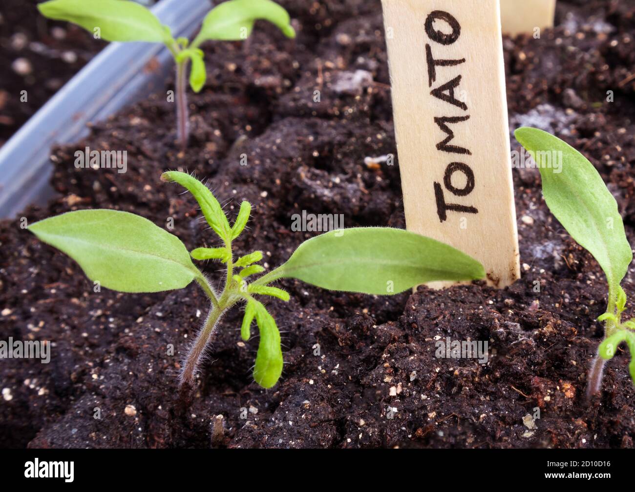 Piantine di pomodoro in contenitore con etichetta di legno. Primo piano. Avviato in ambienti chiusi. 'Tumbling Tom Red' è una pianta di pomodori ciliegini per piccoli spazi. Foto Stock