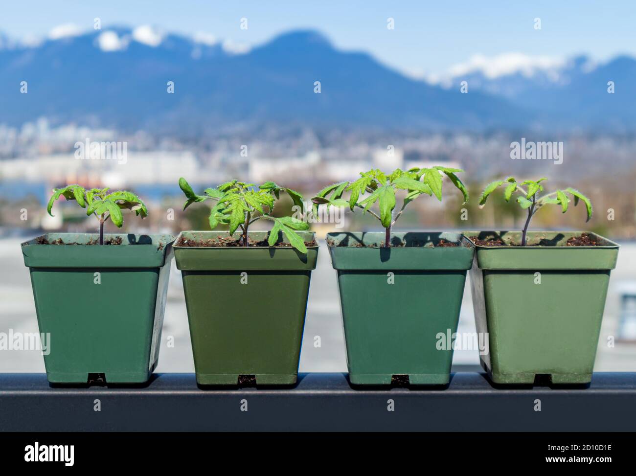 Più piantine di pomodoro in piccoli contenitori con sfondo paesaggistico sfocato. Vancouver nord. Giardino di verdure sul tetto autosufficiente patio. Foto Stock