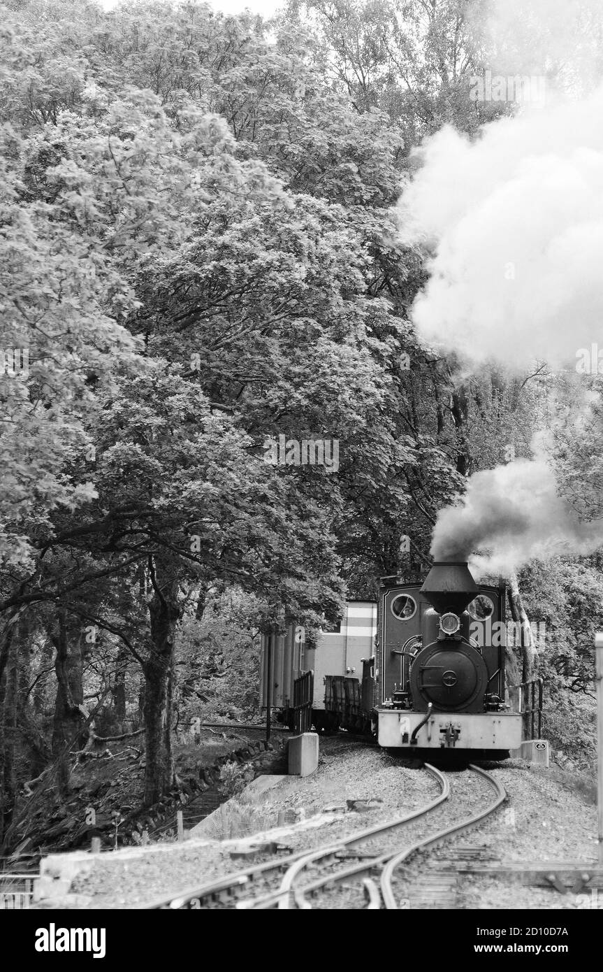 'Fiji' entrando nella stazione Beddgelert. Foto Stock