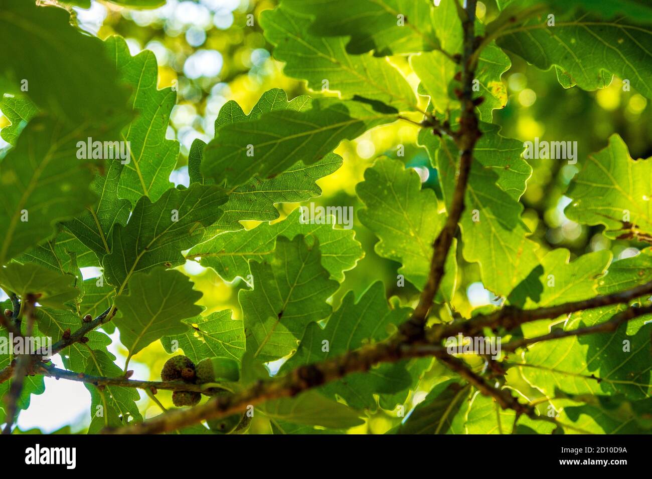 Sole che splende attraverso il baldacchino di foglie di quercia in inglese bosco Foto Stock