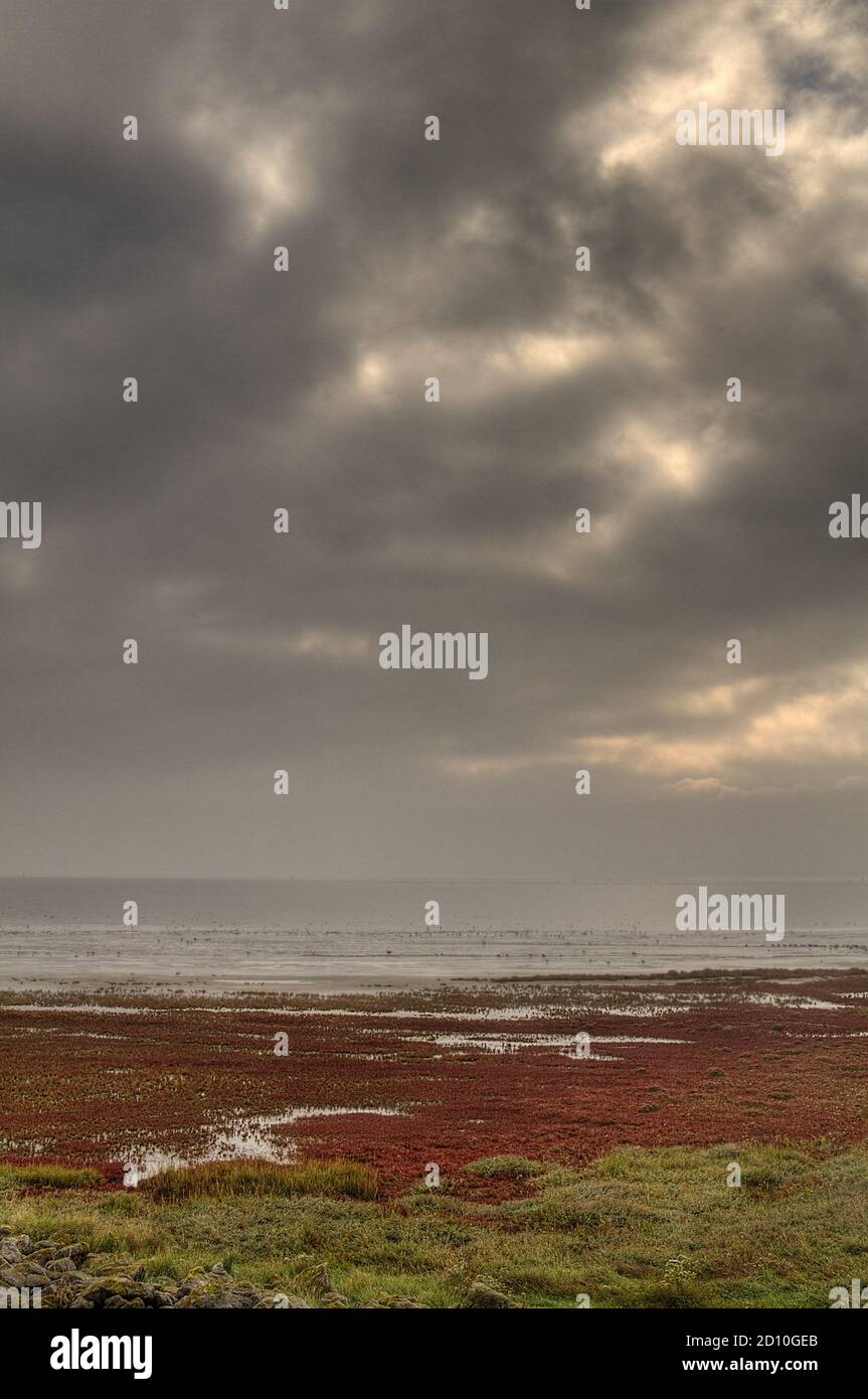 Salmarsh sulla costa dell'isola olandese Schiermonnikoog in autunno, campo di vegetazione tollerante al sale, principalmente alghe erbacee e Glasswort, colore rosso Foto Stock