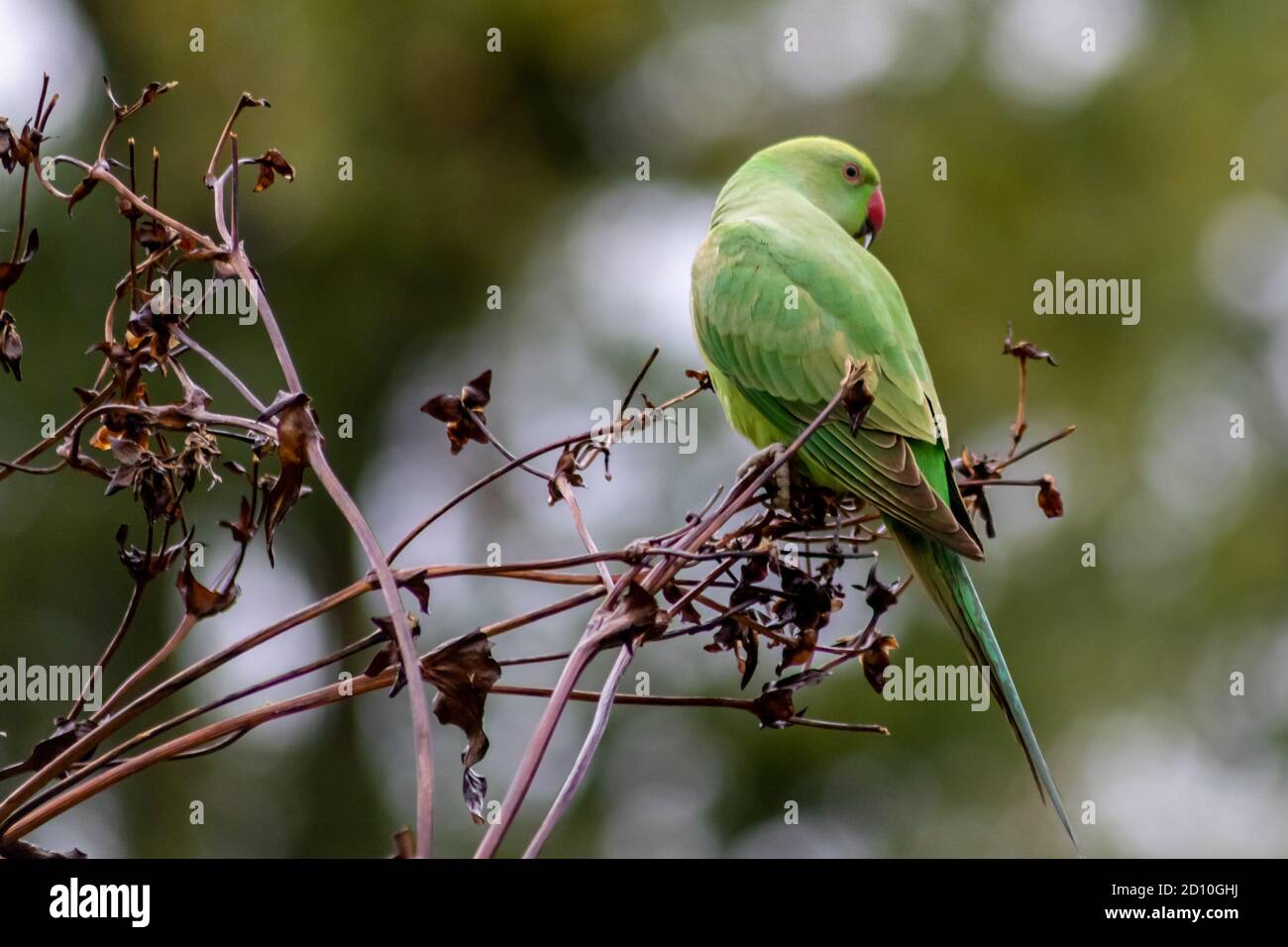 I pakets verdi a collo di anello con il becco rosso e le piume verdi sono invasori esotici natura europea con curiosa intelligenza e pappagallo verde simpatia Foto Stock