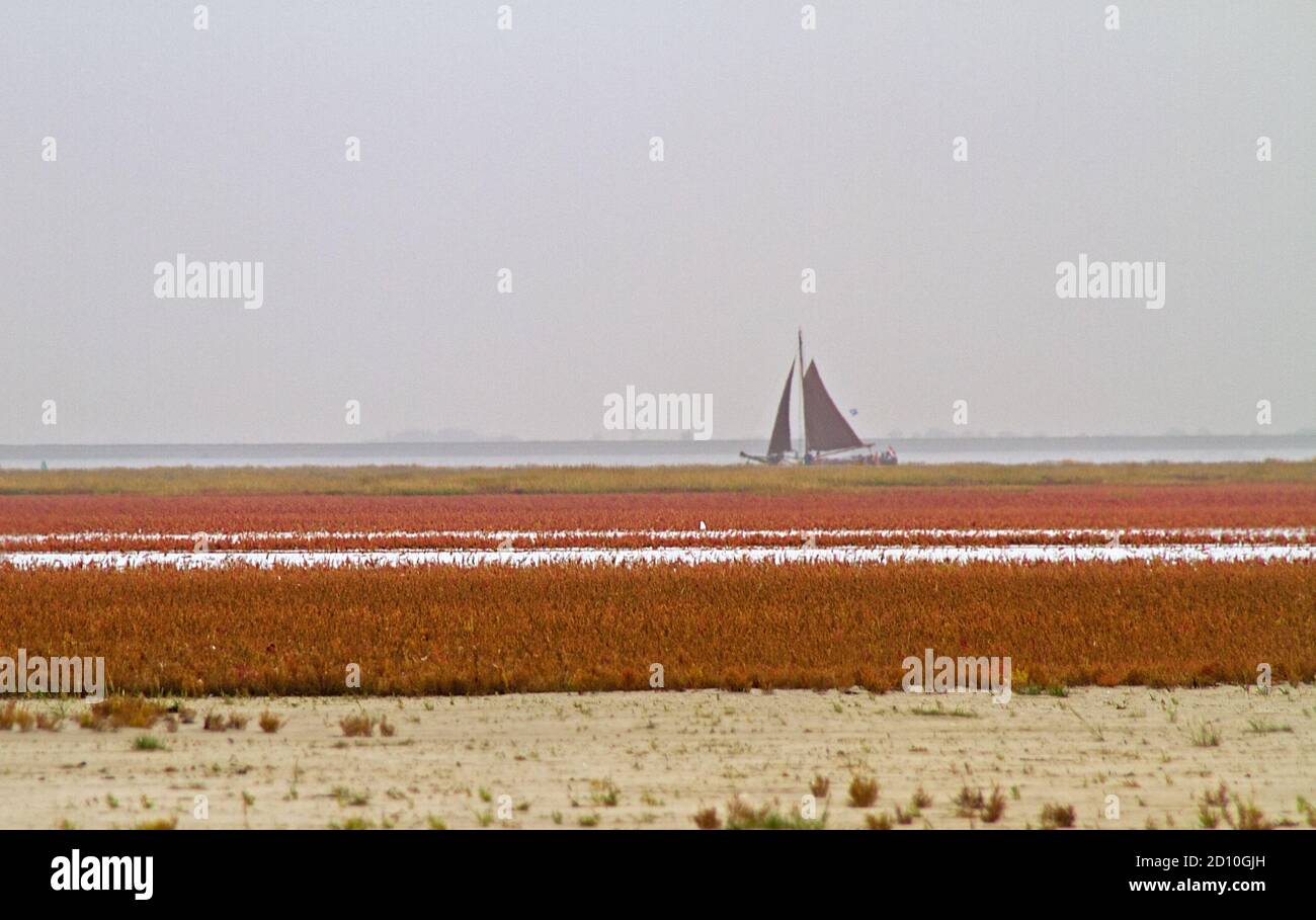 Salmarsh in autunno, campo di vegetazione tollerante al sale, principalmente alghe erbacee e Glasswort, colore rosso all'orizzonte una barca a vela Foto Stock