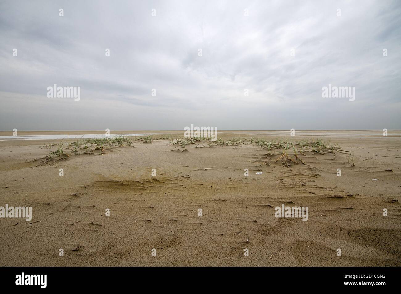 Dune che si forma su una spiaggia tempestosa: L'erba del lettino di sabbia cattura la sabbia e forma le dune embrionali sotto un cielo scuro e minaccioso Foto Stock