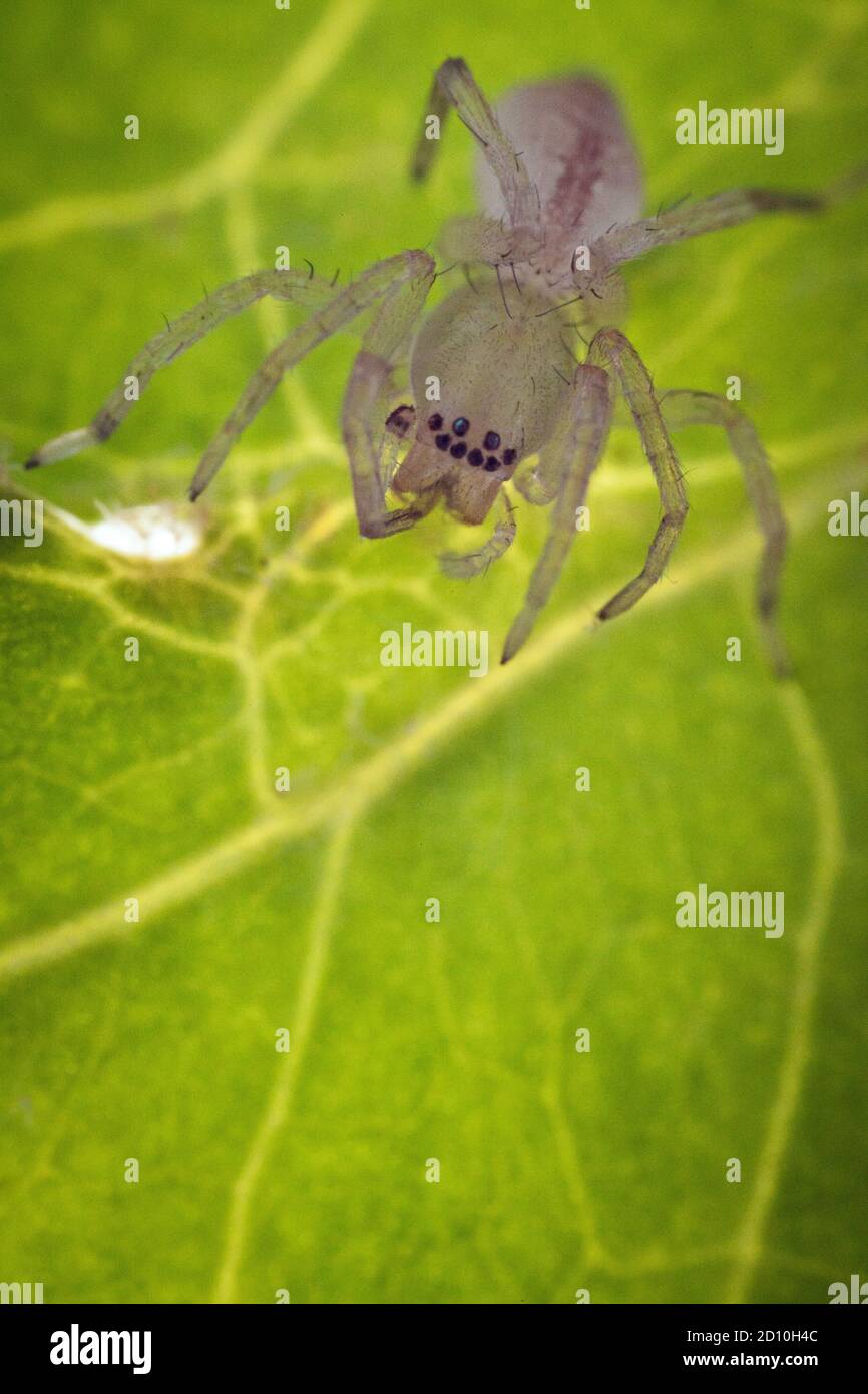Un ragno del SAC su una foglia, che grooming. Foto Stock
