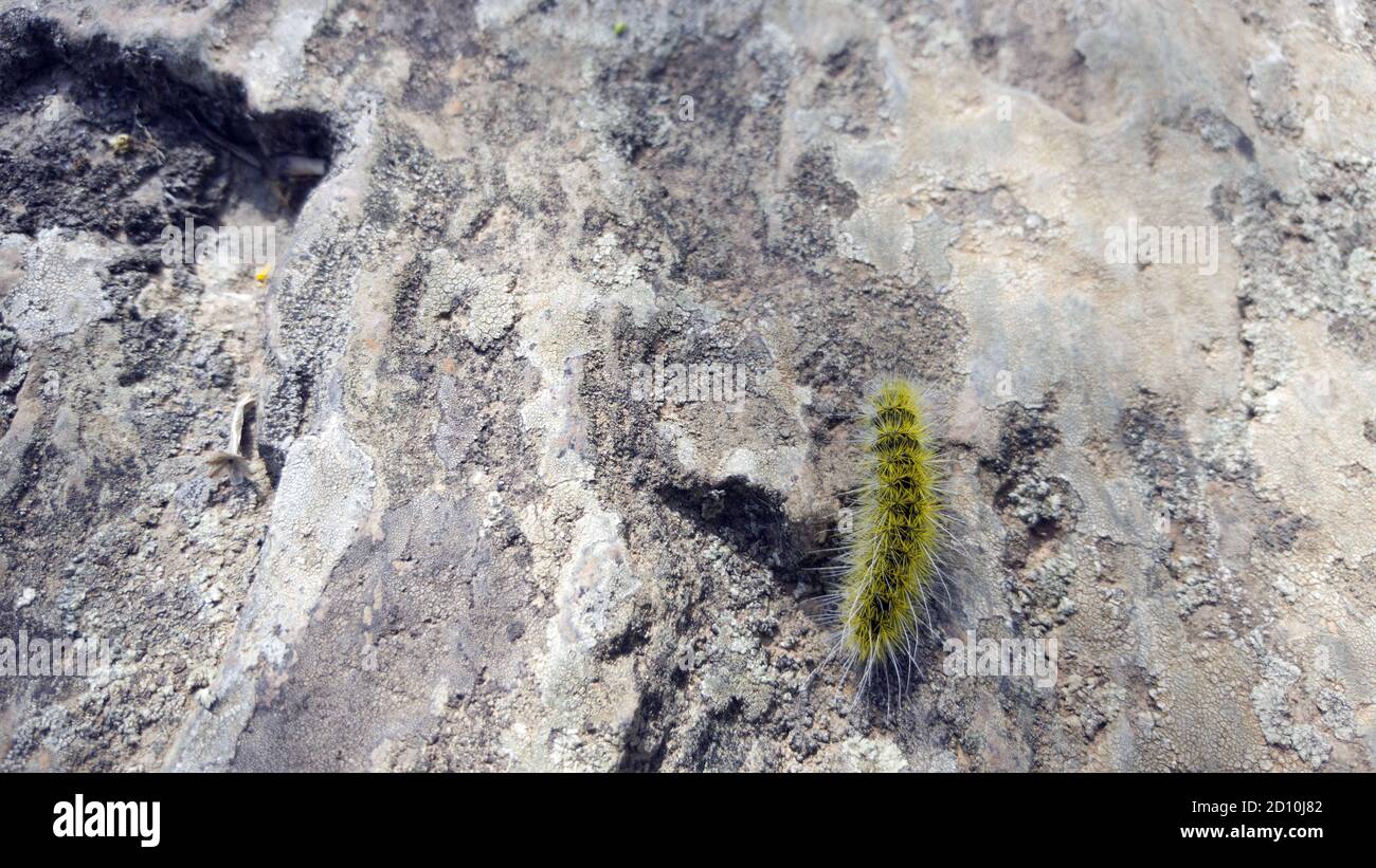Giallo peloso insetto caterpillar, verme su roccia da vicino. Foto Stock