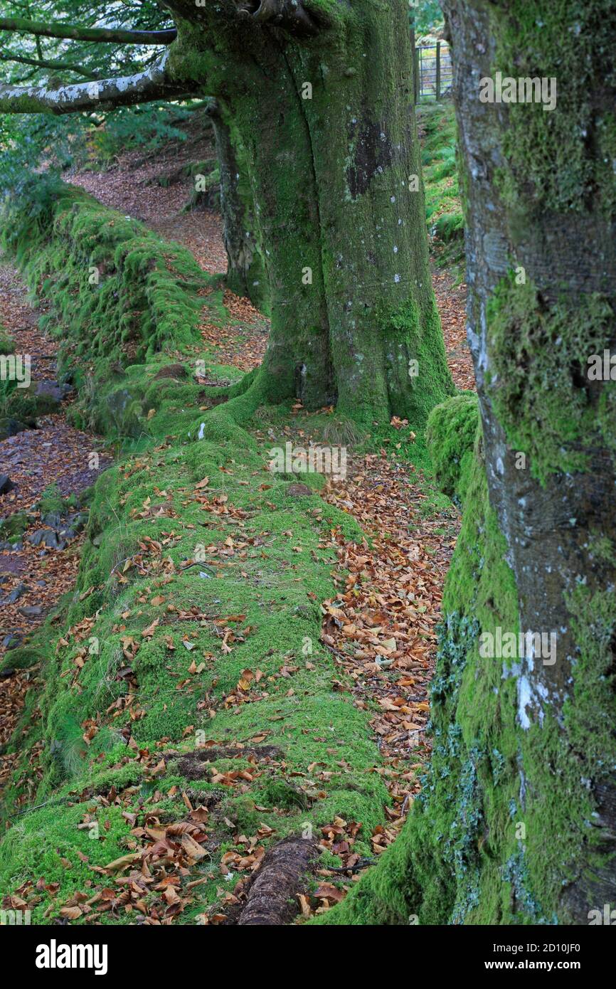 High Bank vicino a Robber's Bridge su Exmoor Devon Foto Stock