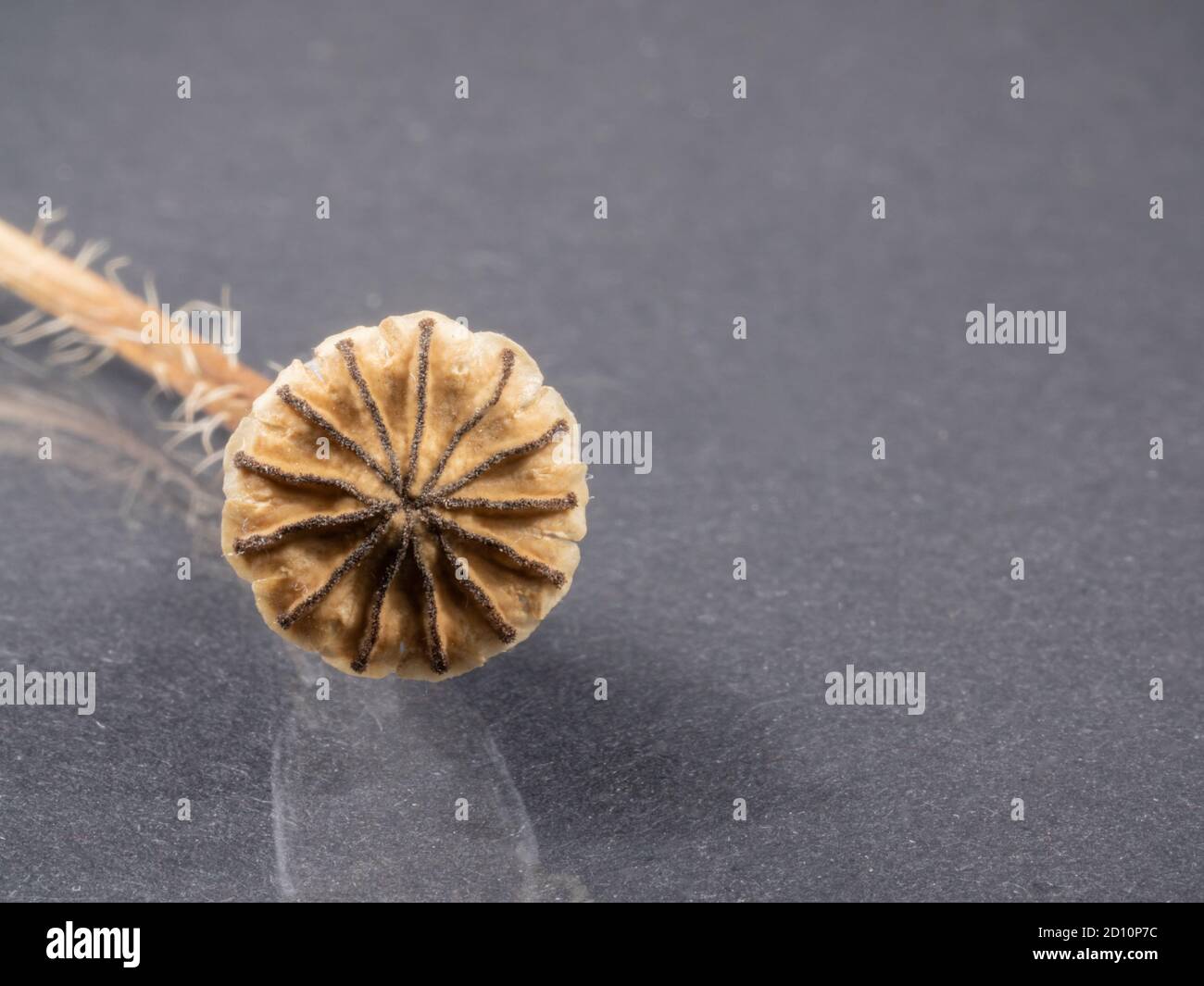 Primo piano della testa papavero. Sfondo scuro. Macro . Pianta asciutta. Foto Stock