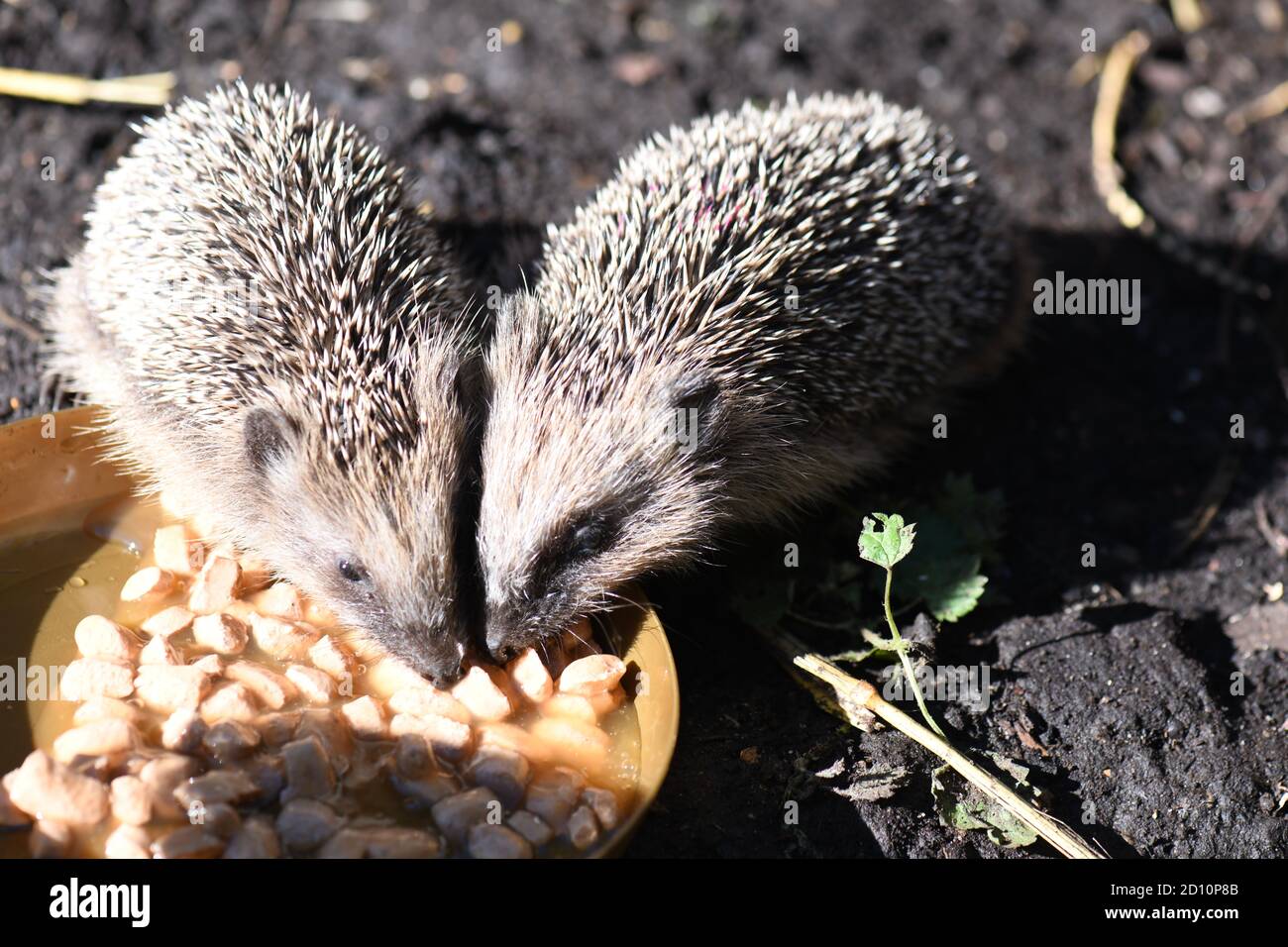 Erinaceus europaeus - europäische Braunbrustigel Junge eim Fressen ausdem Kartzentrog Foto Stock