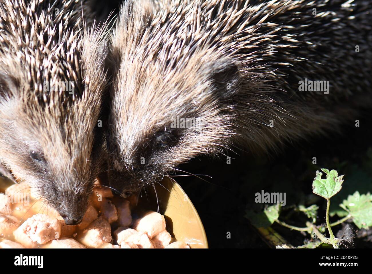 Erinaceus europaeus - europäische Braunbrustigel Junge eim Fressen ausdem Katzentrog Foto Stock