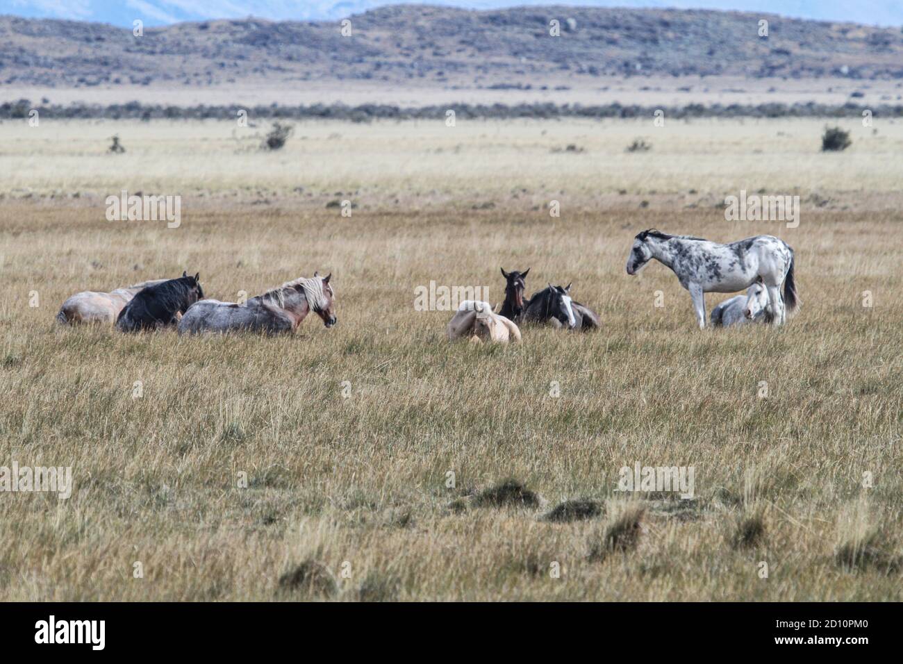 Due escursioni da Calafate nel Parco Nazionale Los Glaciares per salire Cerro Cristal e vedere il ghiacciaio Perito Moreno. Foto Stock