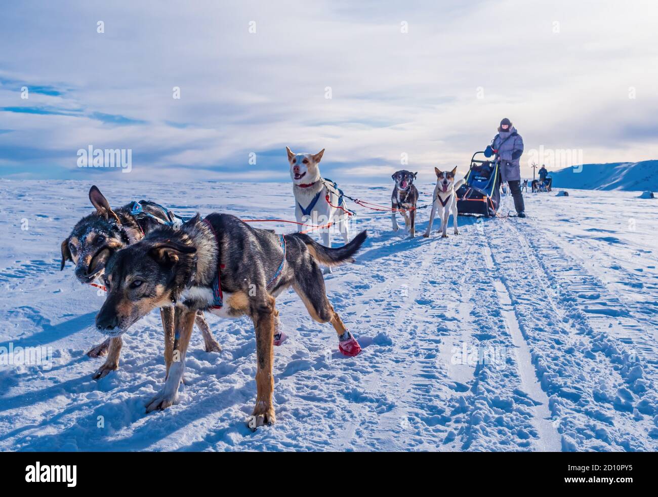 Cani da slitta Husky pronti per andare in slitta, Svezia Foto Stock