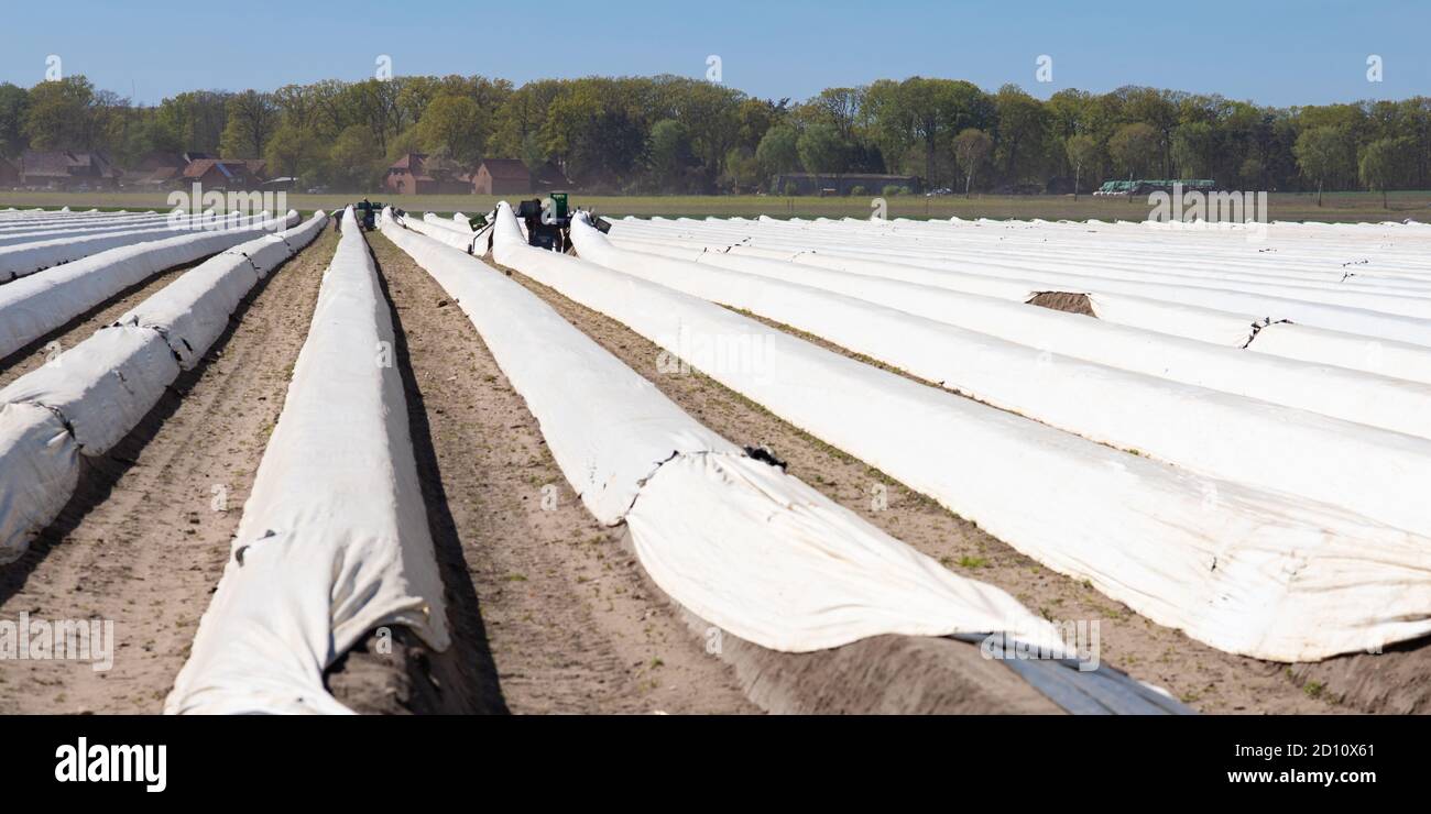 Campo di asparagi durante la stagione del raccolto con lavoratori migranti, mani agricole in background Foto Stock