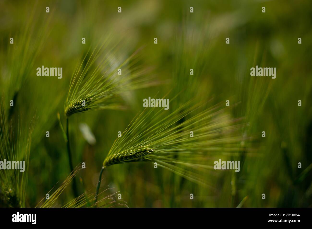 Dettaglio dell'orzo comune (hordeum vulgare) su un campo di mais durante la stagione primaverile Foto Stock
