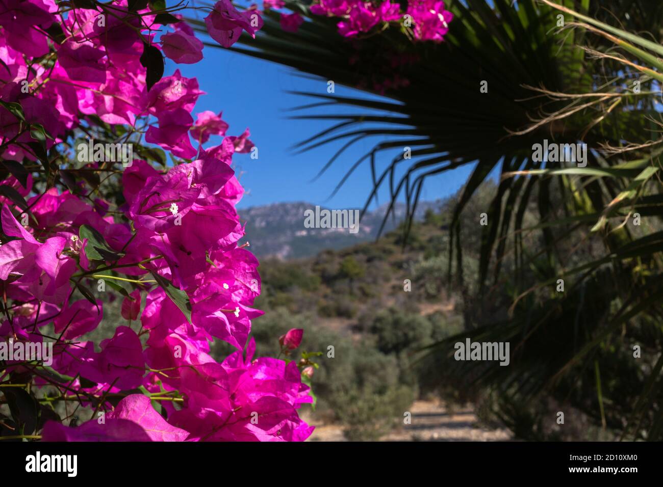 Bougenvilla rosa con palme Trachycarpus sullo sfondo della montagna nel giardino. Foto Stock