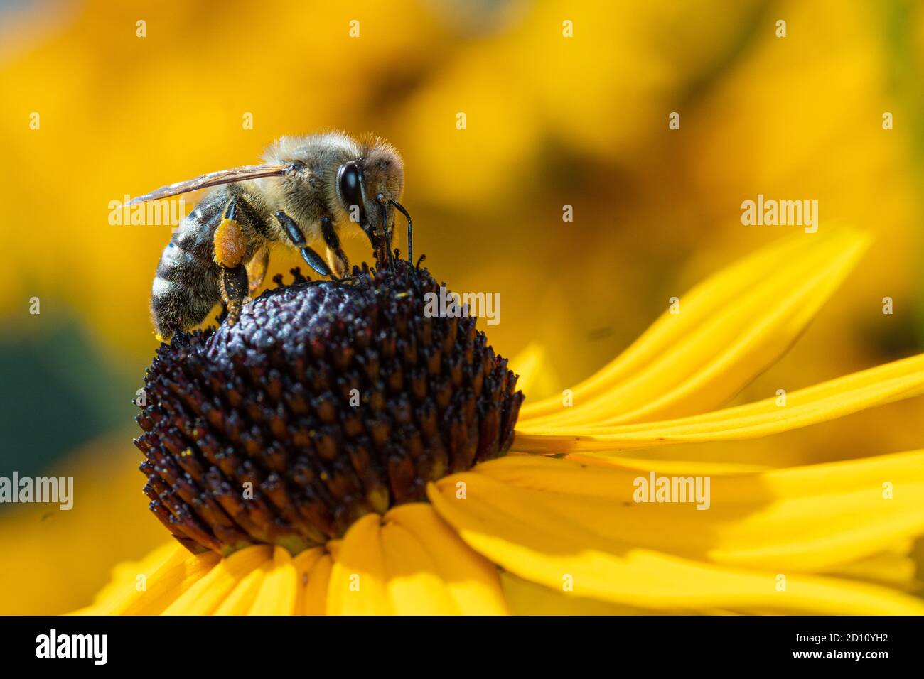 Il miele delle api nettare di raccolta Foto Stock