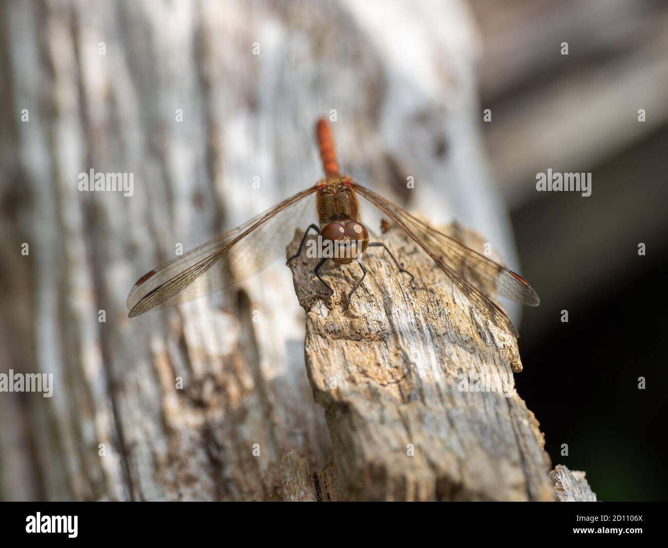 Male comune Darter Dragonfly riposo Foto Stock