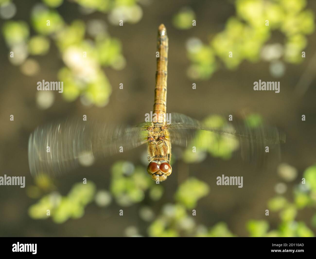 Female comune Darter Dragonfly Flying Foto Stock