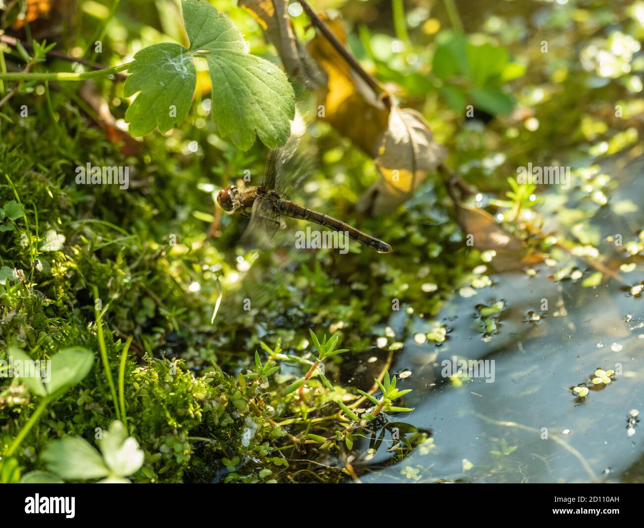 Female comune Darter Dragonfly Flying Foto Stock
