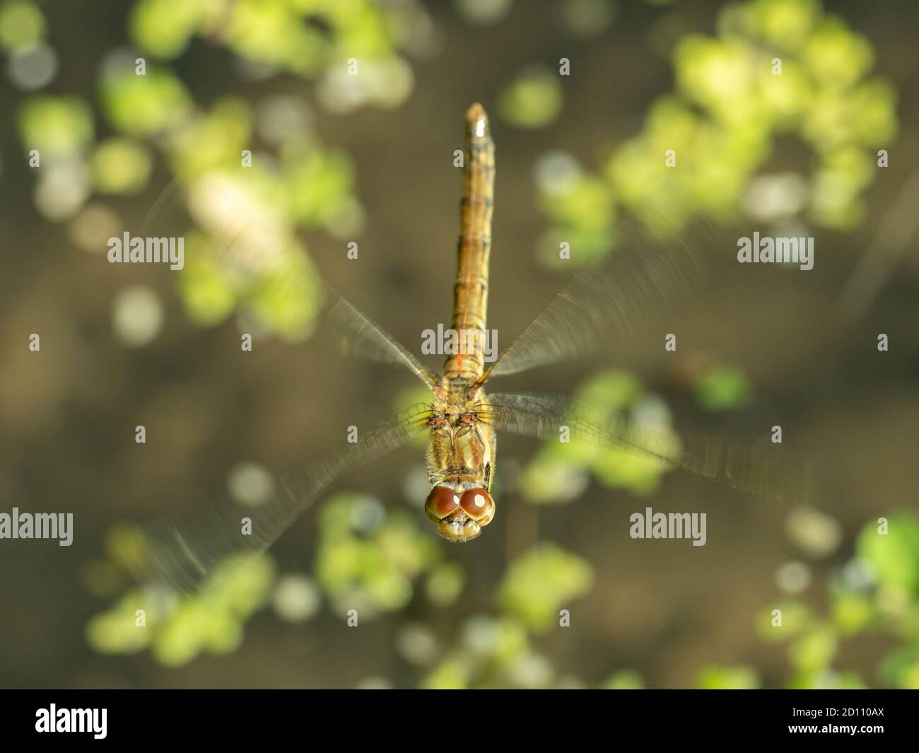 Female comune Darter Dragonfly Flying Foto Stock