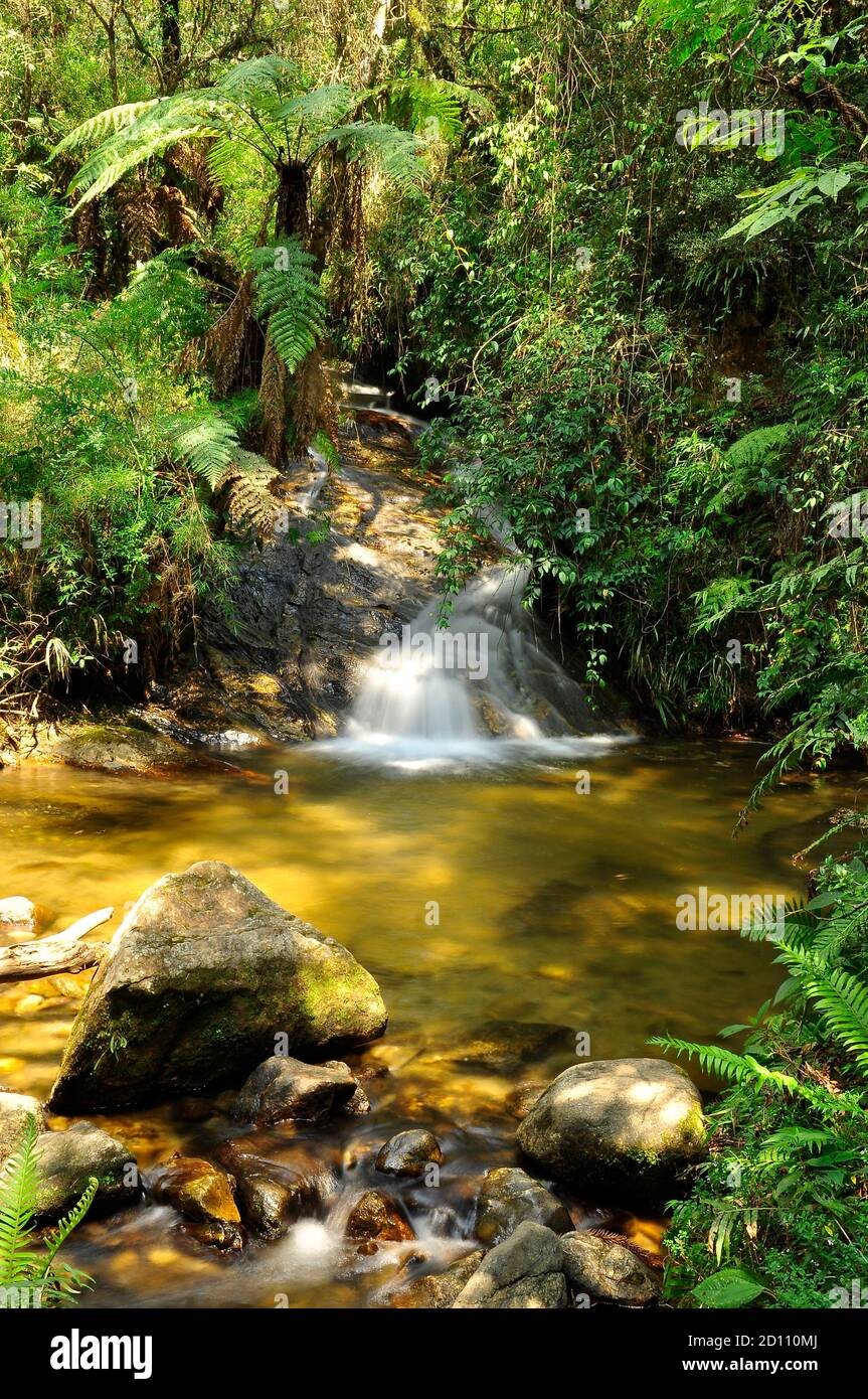 Cachoeira no Horto Florestal de Campos do Jordão, São Paulo Foto Stock