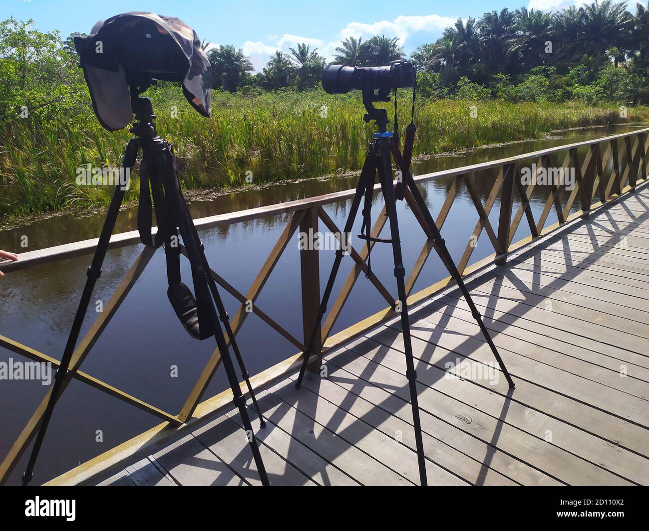 Birdwatching al parco di klaus peter, Praia do Forte; Bahia; Brasile. Attrezzatura fotografica sul ponte. Foto Stock