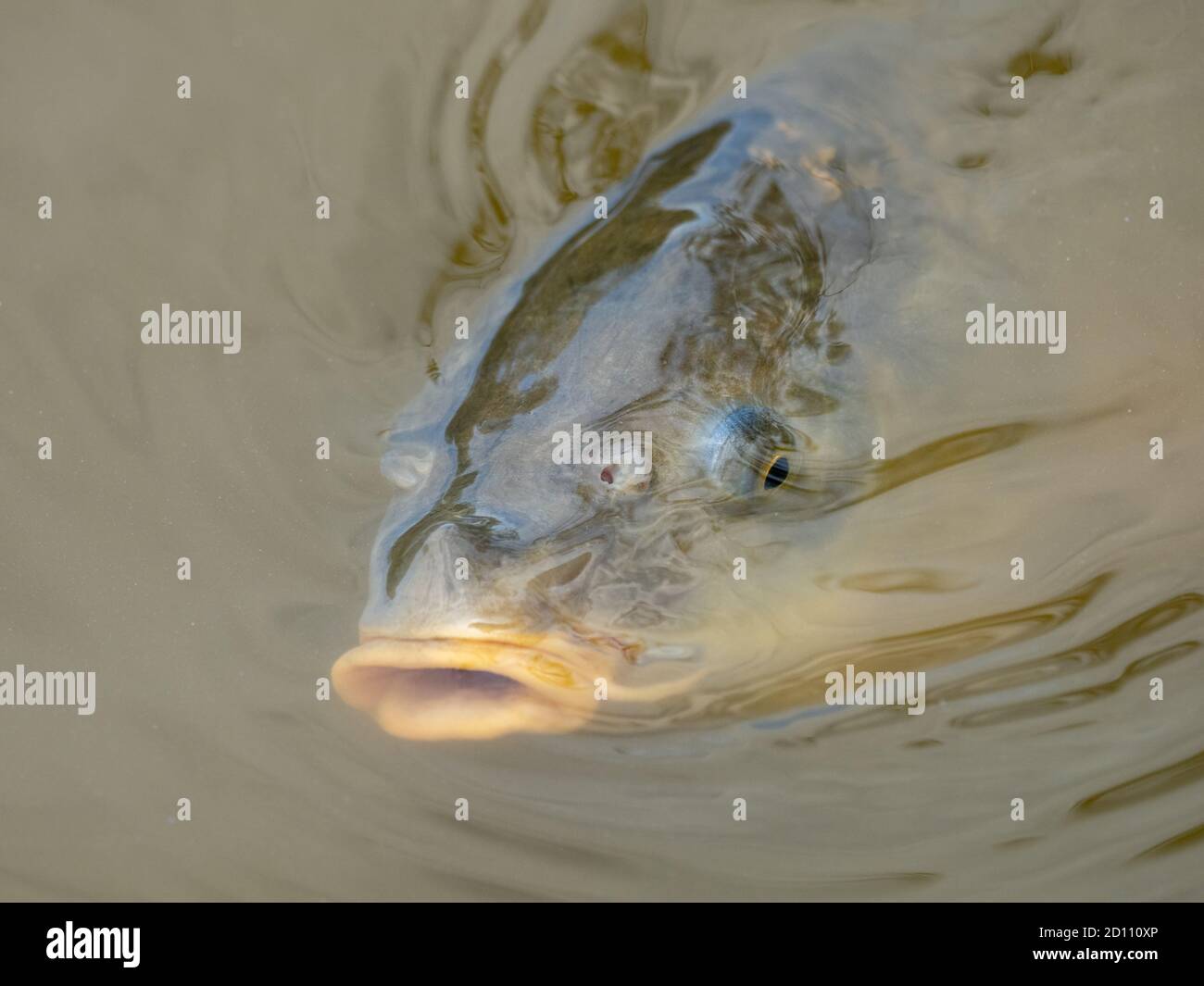 Carpa in stagno Foto Stock