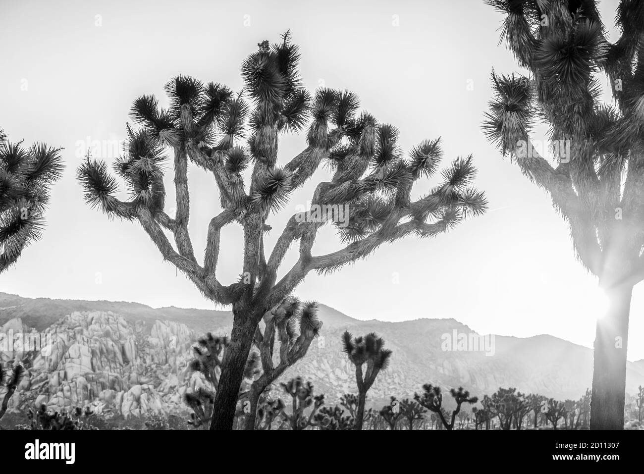 Alba al Joshua Tree National Park. California, Stati Uniti. Foto Stock