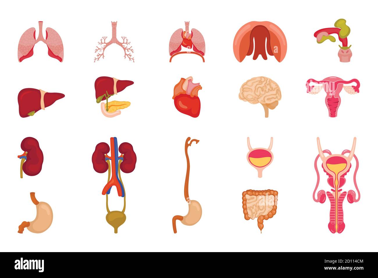 Disegno vettoriale del corpo e del simbolo umano. Set del corpo e del materiale medico simbolo Illustrazione Vettoriale