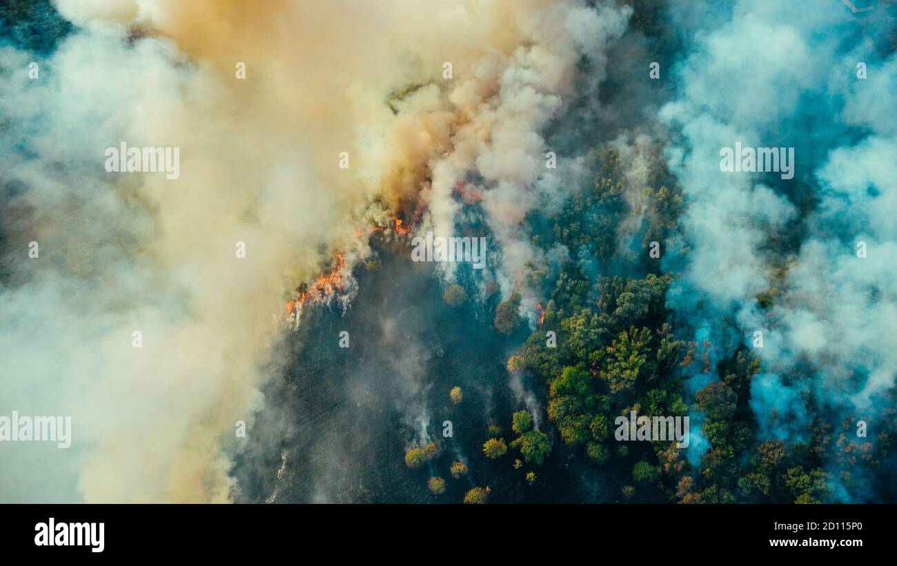 Vista dall'alto del drone aereo del fuoco o del fuoco selvatico nella foresta con enormi nuvole di fumo, alberi secchi e erba ardente. Foto Stock