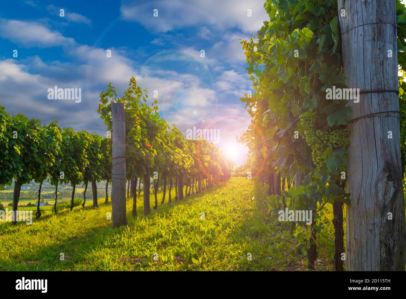 Bellissimi vigneti della valle di Vipava al tramonto. Serata nella campagna slovena. Cartolina dalla Slovenia Foto Stock
