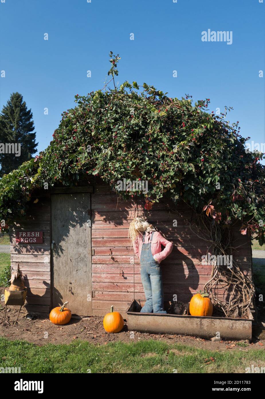 Una polpetta di pollo con piante viventi sul tetto decorata per Halloween. Foto Stock