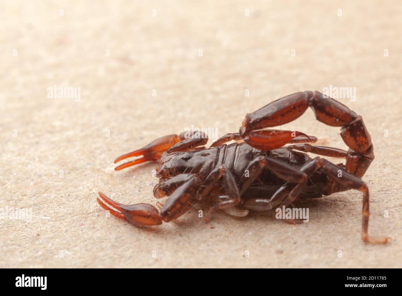 Scorpion molto vicino pieno di dettagli Bothriurus - animale velenoso Foto Stock