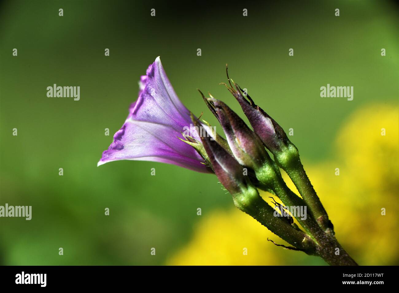 Fiore viola su vite a bindweed. Foto Stock
