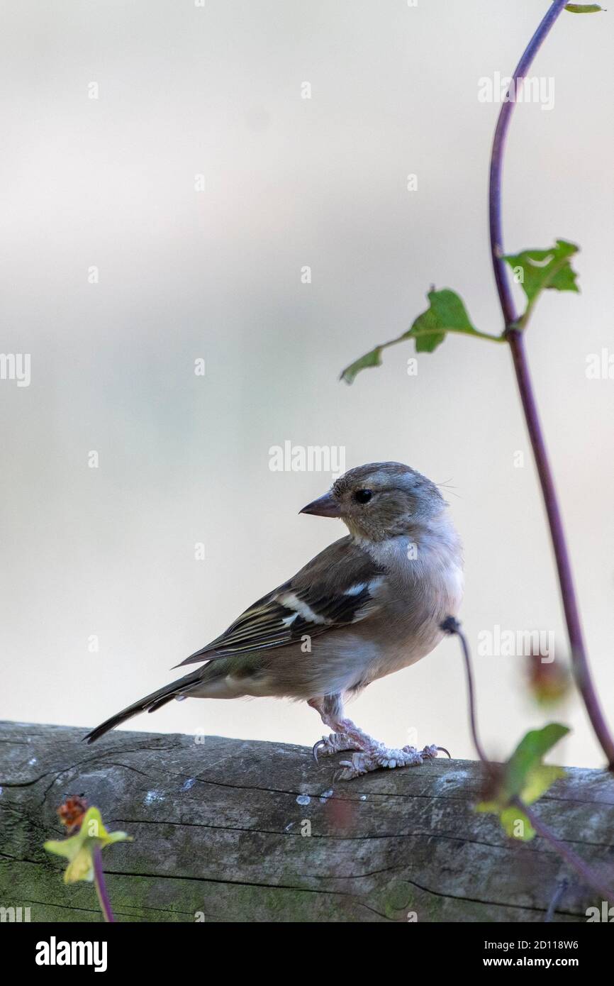 Chaffinch giovanile (coelebs di Fringilla) con crescita di papillomavirus di Fringilla sui piedi Foto Stock