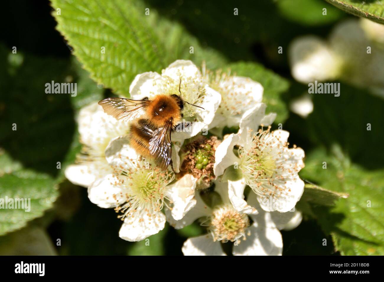 Comune carder Bee su blackberry bramble fiorisce durante la primavera. Inghilterra, Regno Unito. Foto Stock