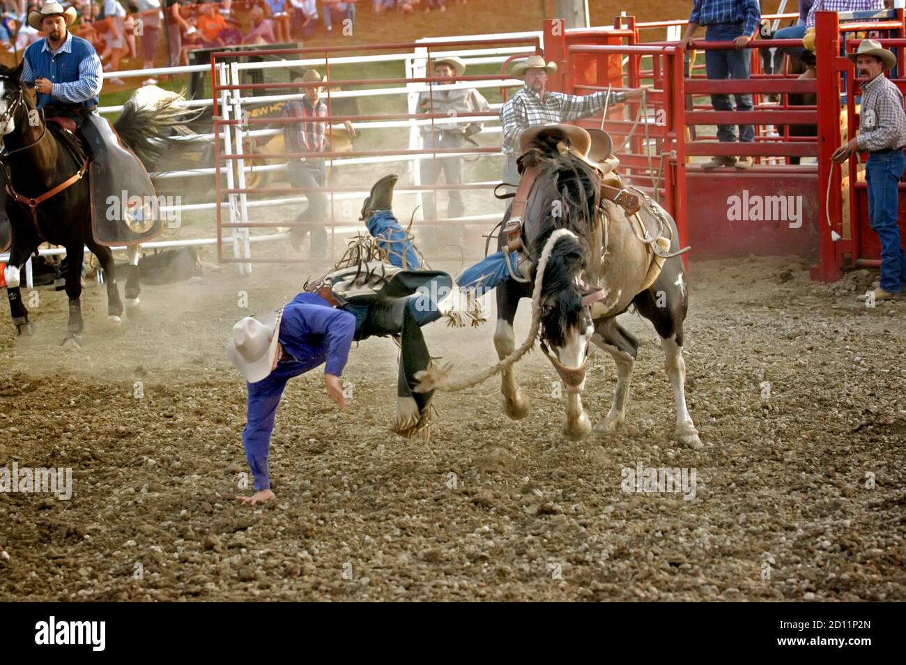 Rodeo bronc cavaliere è gettato da un cavallo Foto Stock
