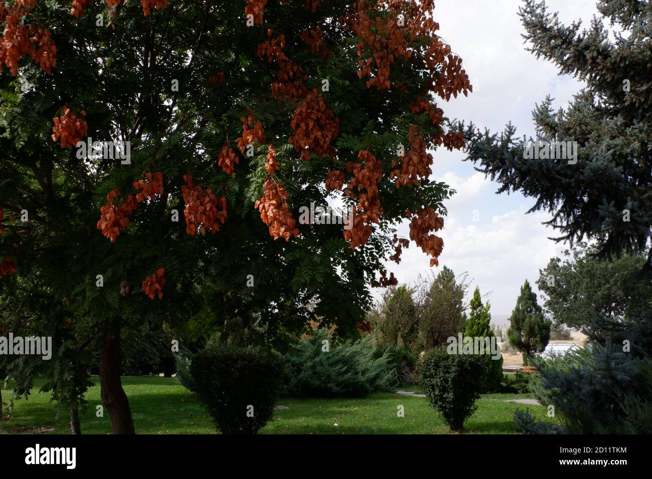 Albero con foglie di cremisi Foto Stock